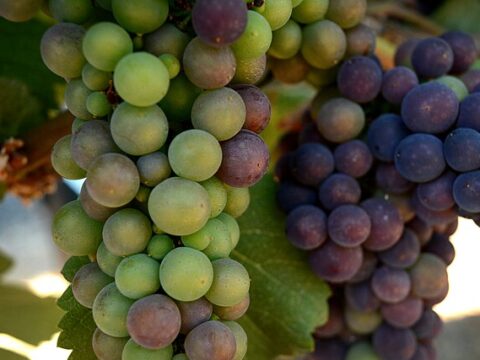 Applegate Valley Wine Trail