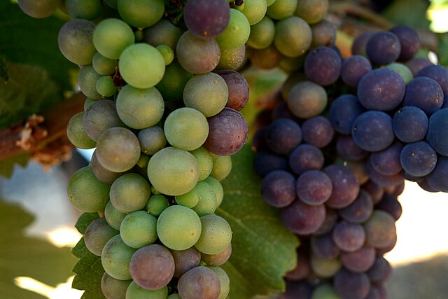 Applegate Valley Wine Trail